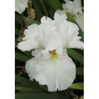 Irysy – kolorowe i eleganckie kwiaty do ogrodu, tarasu i balkonu