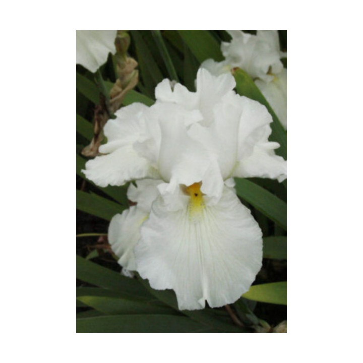 Irysy – kolorowe i eleganckie kwiaty do ogrodu, tarasu i balkonu