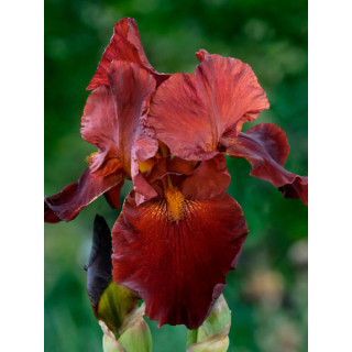 Irysy – kolorowe i eleganckie kwiaty do ogrodu, tarasu i balkonu