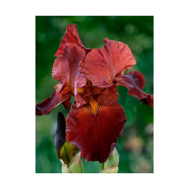 Irysy – kolorowe i eleganckie kwiaty do ogrodu, tarasu i balkonu