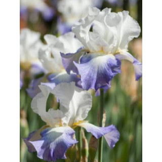 Irysy – kolorowe i eleganckie kwiaty do ogrodu, tarasu i balkonu