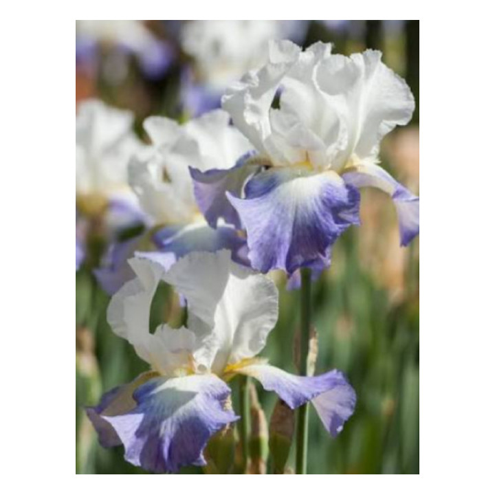 Irysy – kolorowe i eleganckie kwiaty do ogrodu, tarasu i balkonu