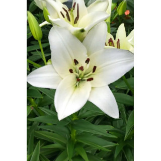 ebulki lilii azjatyckich – pełne kwiaty do ogrodu