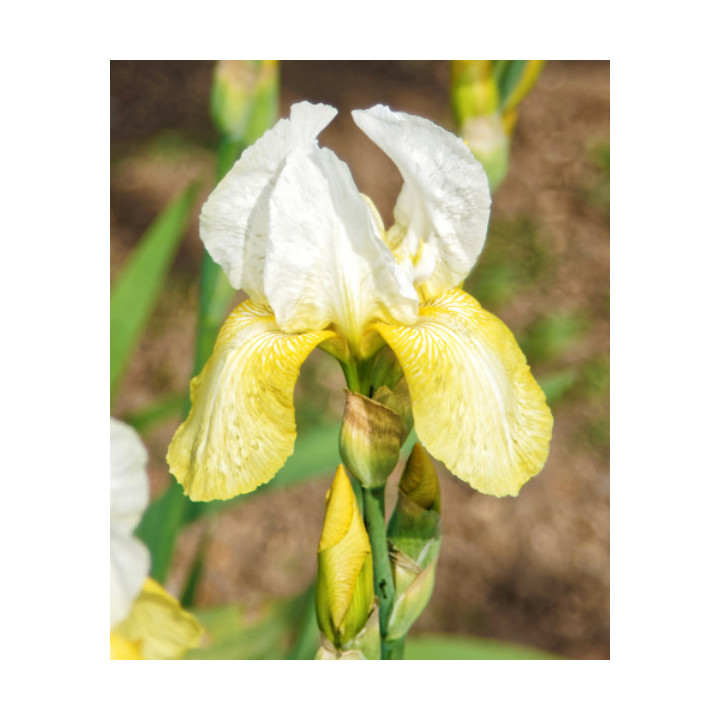 Irysy – kolorowe i eleganckie kwiaty do ogrodu, tarasu i balkonu