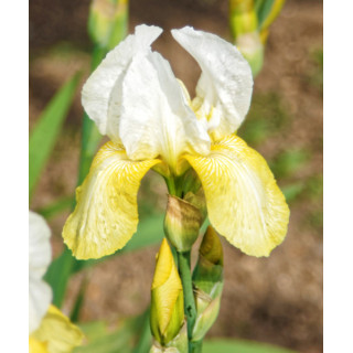 Irysy – kolorowe i eleganckie kwiaty do ogrodu, tarasu i balkonu