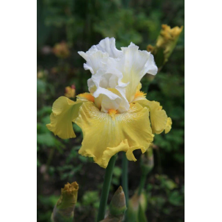 Irysy – kolorowe i eleganckie kwiaty do ogrodu, tarasu i balkonu