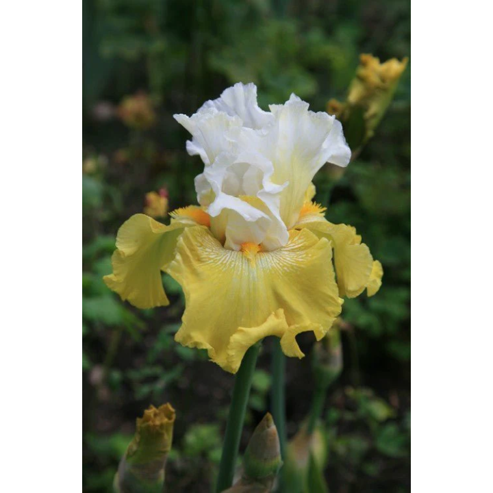 Irysy – kolorowe i eleganckie kwiaty do ogrodu, tarasu i balkonu