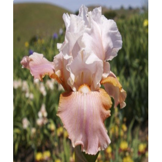 Irysy – kolorowe i eleganckie kwiaty do ogrodu, tarasu i balkonu