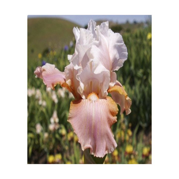 Irysy – kolorowe i eleganckie kwiaty do ogrodu, tarasu i balkonu