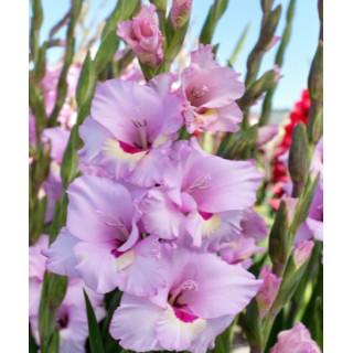 MIECZYK ZAMORA  10 SZT ROZMIAR 12/14 CM