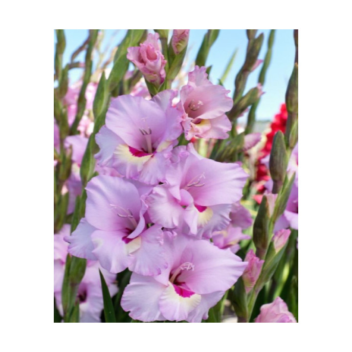 MIECZYK ZAMORA    20 SZT ROZMIAR 12/14 CM