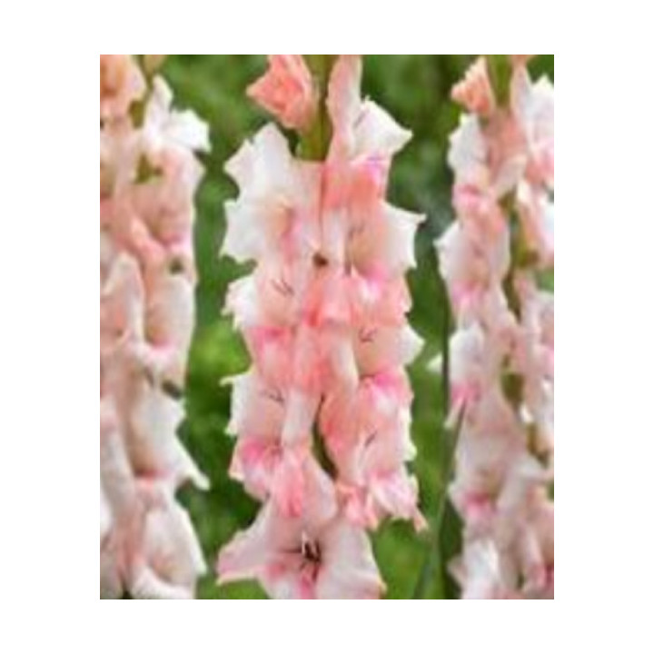 MIECZYK ADRENALIN 10 SZT ROZMIAR 10/12CM