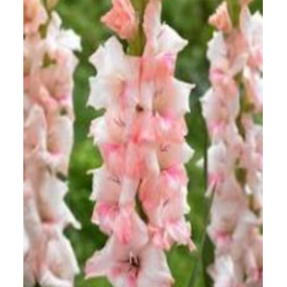 MIECZYK ADRENALIN 20 SZT ROZMIAR 10/12 CM