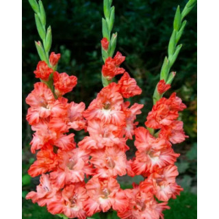 MIECZYK TEDS FRIZZLE 20 SZT ROZMIAR 14 CM