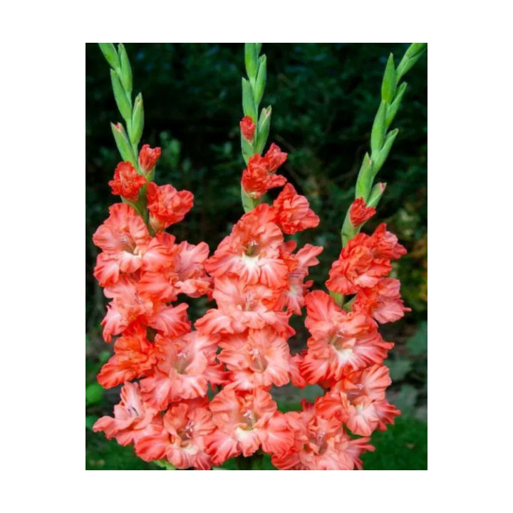 MIECZYK TEDS FRIZZLE 10 SZT ROZMIAR 14 CM