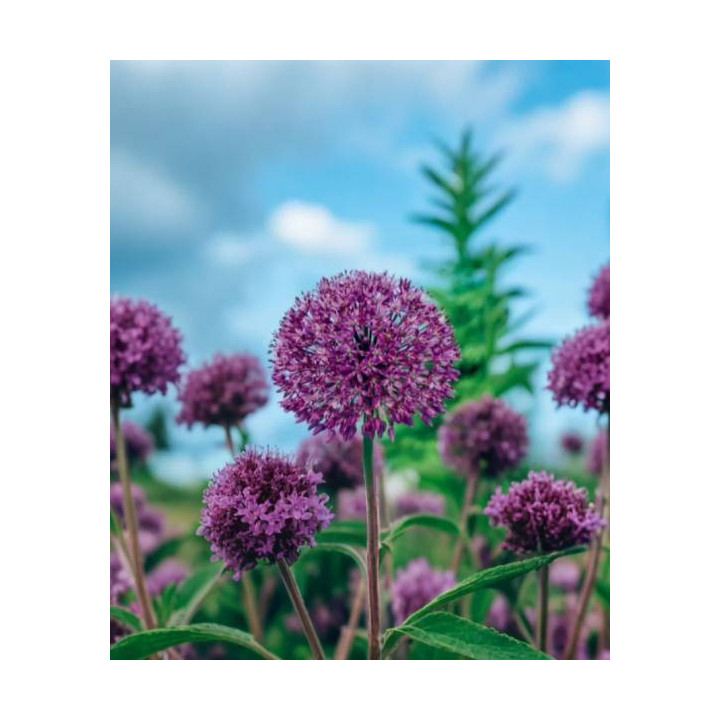 czosnek ozdobny fioletowy lilietulipany lodz cebulki _kwiatowe