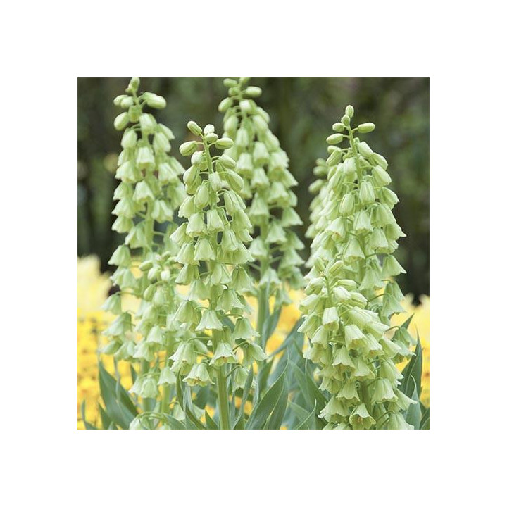 Cebulki kwiatowe – sklep online | Tulipany, krokusy, hiacynty