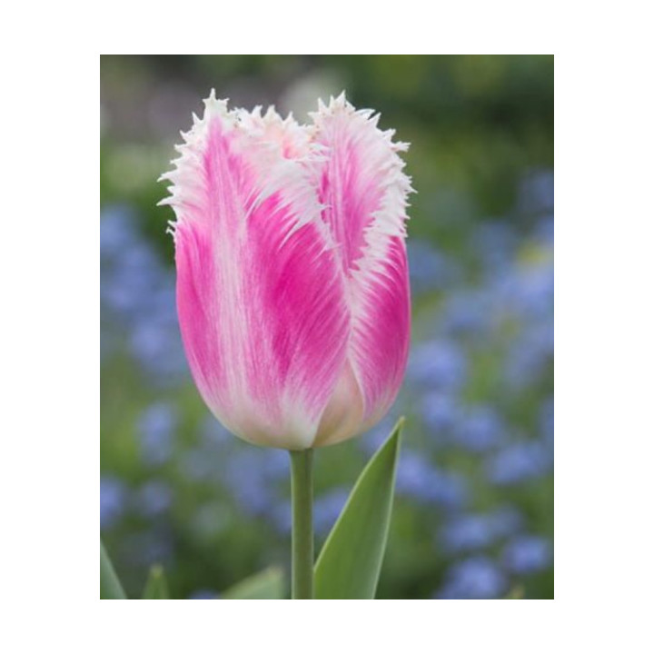 TULIPAN  HAWAII 5 SZT ROZMIAR 12 +