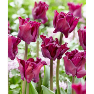 TULIPAN  CROWN OF DYNASTY PURPLE   5 SZT ROZMIAR 12 CM