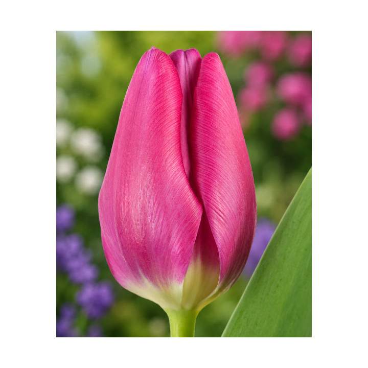 TULIPAN PINK ARDOR 5 SZT ROZMIAR 12 CM