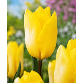 TULIPAN STRONG GOLD 5 SZT ROZMIAR 12 CM