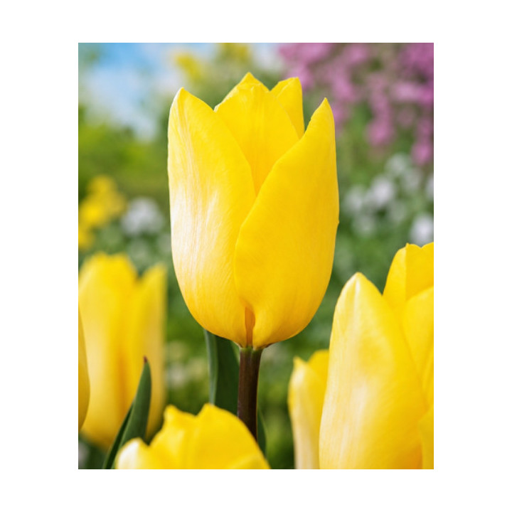 TULIPAN STRONG GOLD 5 SZT ROZMIAR 12 CM