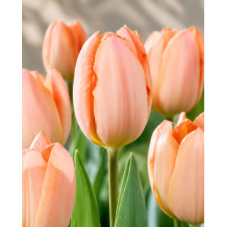 TULIPAN APRICOT REVOLUTION 5 SZT ROZMIAR 12 CM