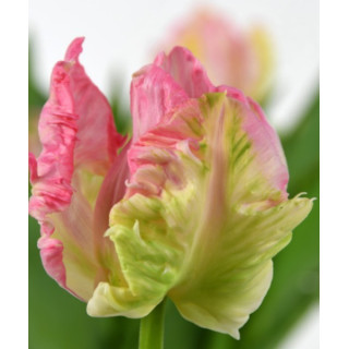 TULIPAN ZAMBESI 5 SZT ROZMIAR 12 CM