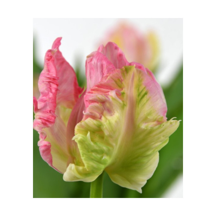 TULIPAN ZAMBESI 5 SZT ROZMIAR 12 CM