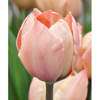 TULIPAN ETCHED SALMON 5 SZT ROZMIAR 12 CM