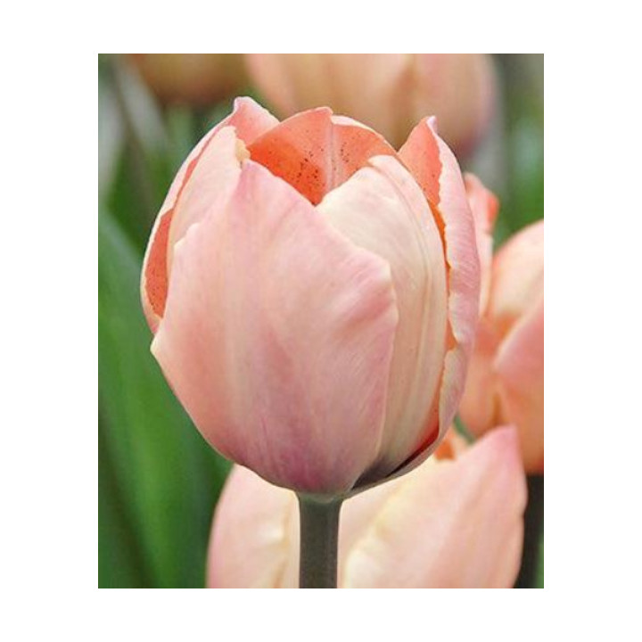 TULIPAN ETCHED SALMON 5 SZT ROZMIAR 12 CM