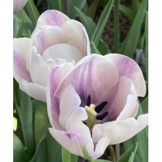 TULIPAN JACUZZI  5 SZT ROZMIAR 12 CM