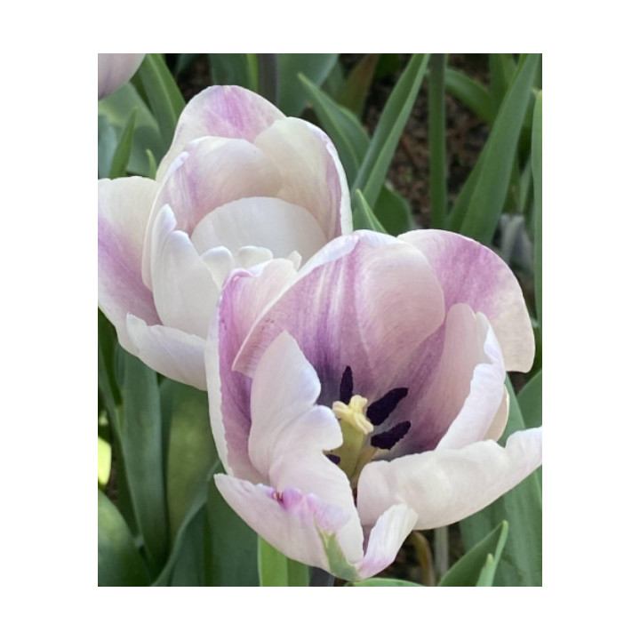 TULIPAN JACUZZI  5 SZT ROZMIAR 12 CM