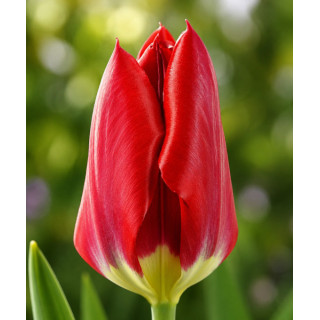 TULIPAN RED PURISSIMA  5 SZT
