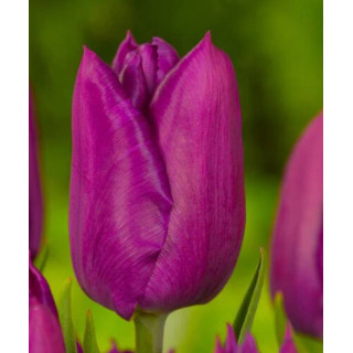 TULIPAN PURPLE PRINCE  5 SZT ROZMIAR 12 +