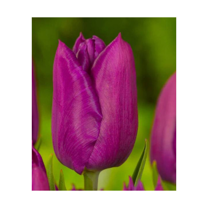TULIPAN PURPLE PRINCE  5 SZT ROZMIAR 12 +