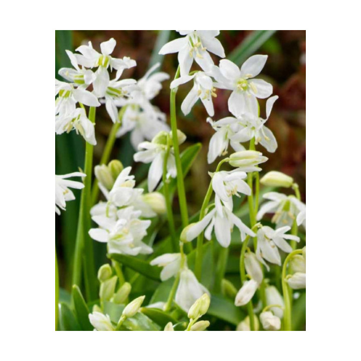 Cebulki kwiatowe – sklep online | Tulipany, krokusy, hiacynty