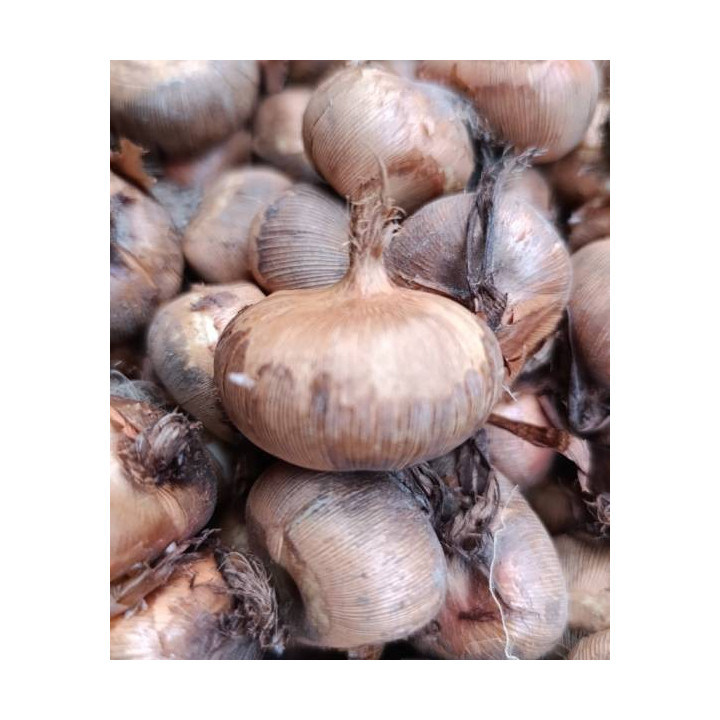 KROKUS  PICKWICK 10 SZT ROZMIAR 10 CM