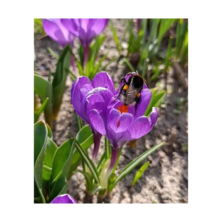 KROKUS  PICKWICK 10 SZT ROZMIAR 10 CM