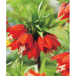Cebulki kwiatowe – sklep online | Tulipany, krokusy, hiacynty
