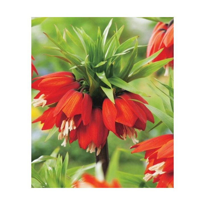 Cebulki kwiatowe – sklep online | Tulipany, krokusy, hiacynty