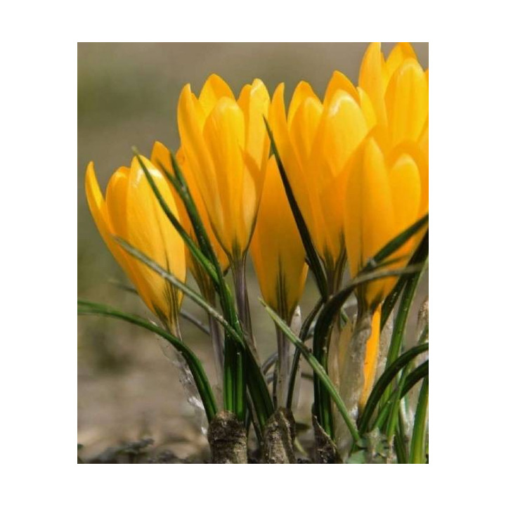 KROKUS  GOLDEN YELLOW 10 SZT