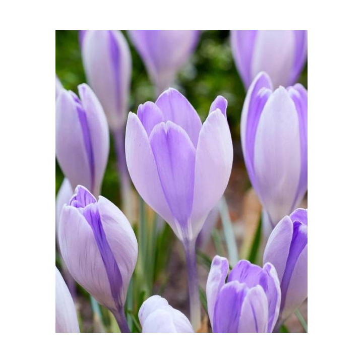 KROKUS  PICKWICK 10 SZT ROZMIAR 10 CM