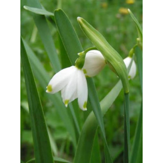 Cebulki kwiatowe – sklep online | Tulipany, krokusy, hiacynty