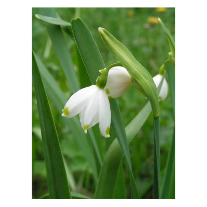 Cebulki kwiatowe – sklep online | Tulipany, krokusy, hiacynty