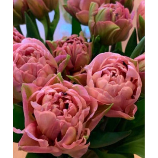 TULIPAN LADY ROZETTA 5 SZT ROZMIAR 12 +