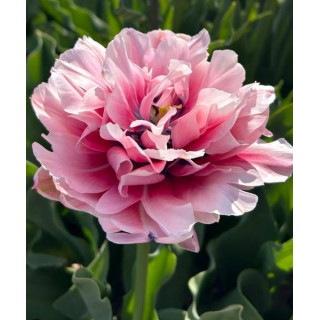 TULIPAN LOVE WHISPER 5 SZT ROZMIAR 12 +