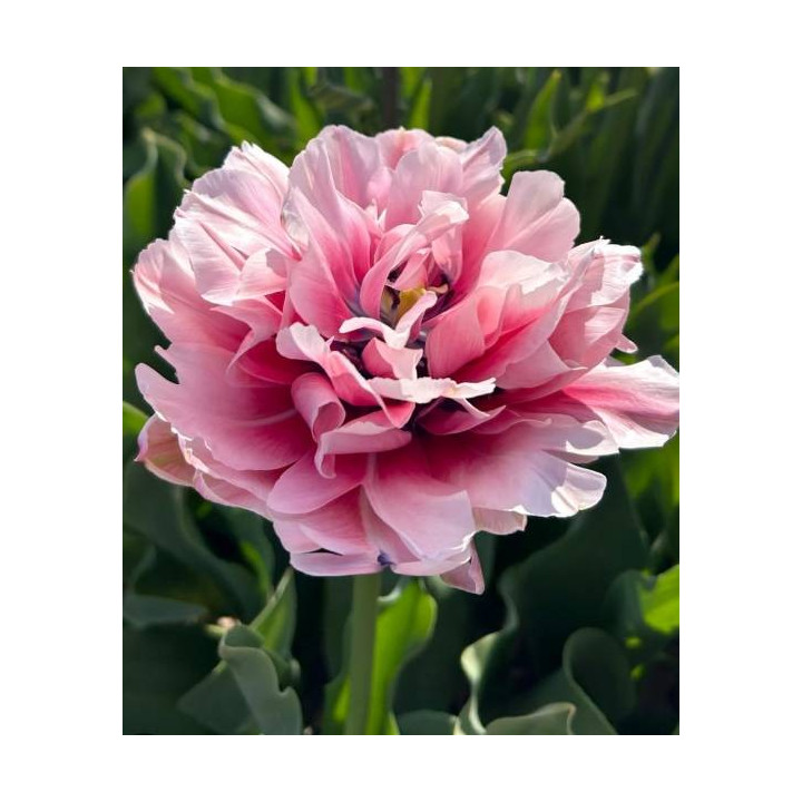 TULIPAN LOVE WHISPER 5 SZT ROZMIAR 12 +