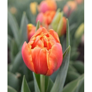 TULIPAN ICOON PEŁNY 10 SZT ROZMIAR 12 CM