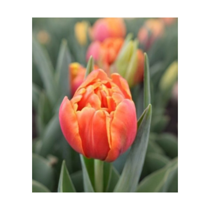 TULIPAN ICOON PEŁNY 10 SZT ROZMIAR 12 CM